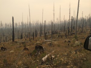 Burnt, gnarled forest--Tim Burton like